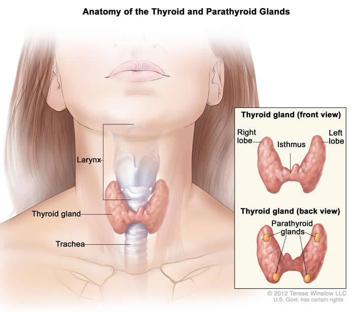 Thyroid Cancer Treatment