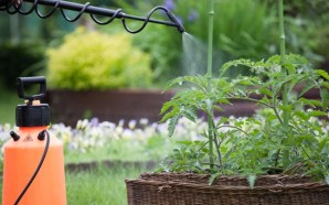 How to Keep Your Yard Safe Without Chemicals